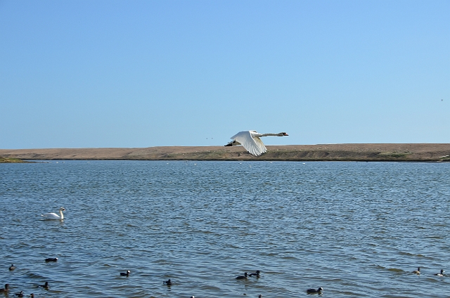 13 04 14_2959.JPG - ABBOTSBURY SWANERY, DORSET - 13.4.14